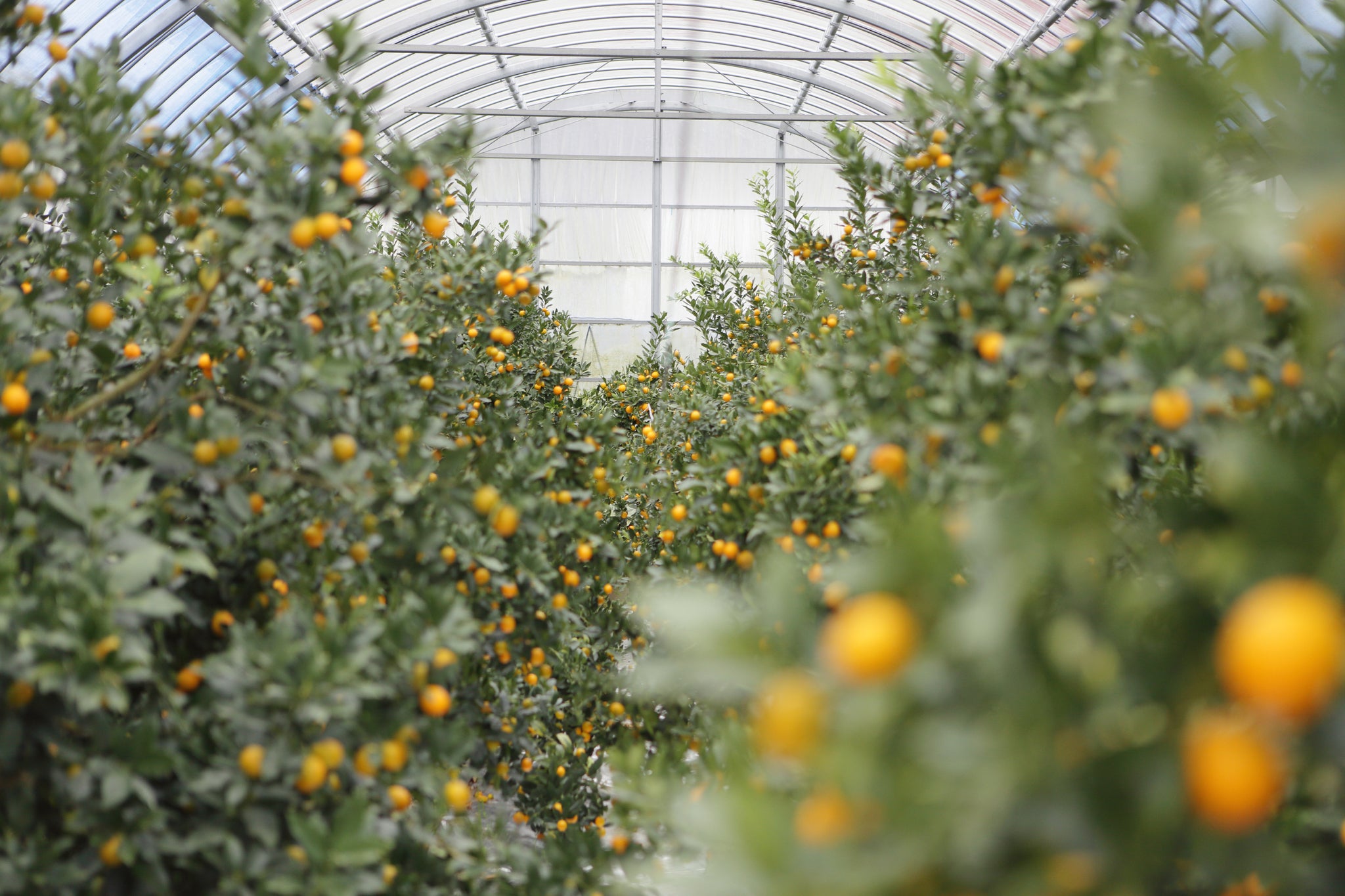 No.12”リキュール　（清水の金柑、みかん）