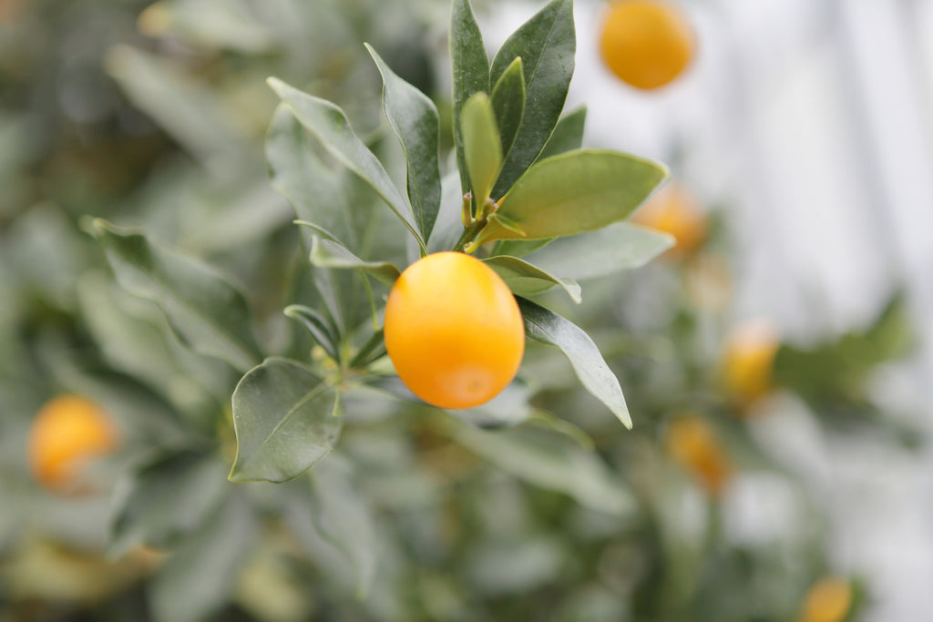 No.12”リキュール　（清水の金柑、みかん）