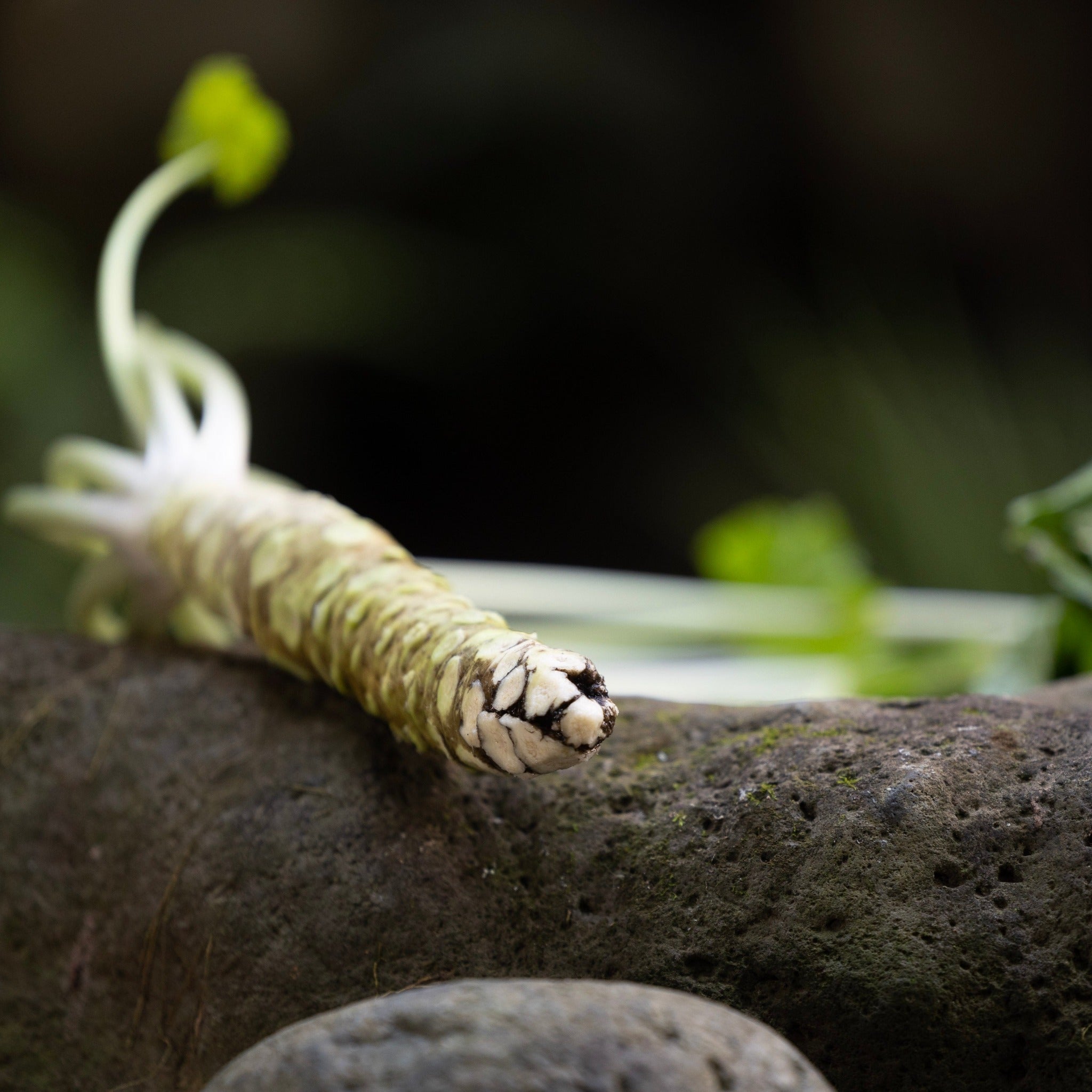 【 No.0 】山葵のGIN 現在開発中